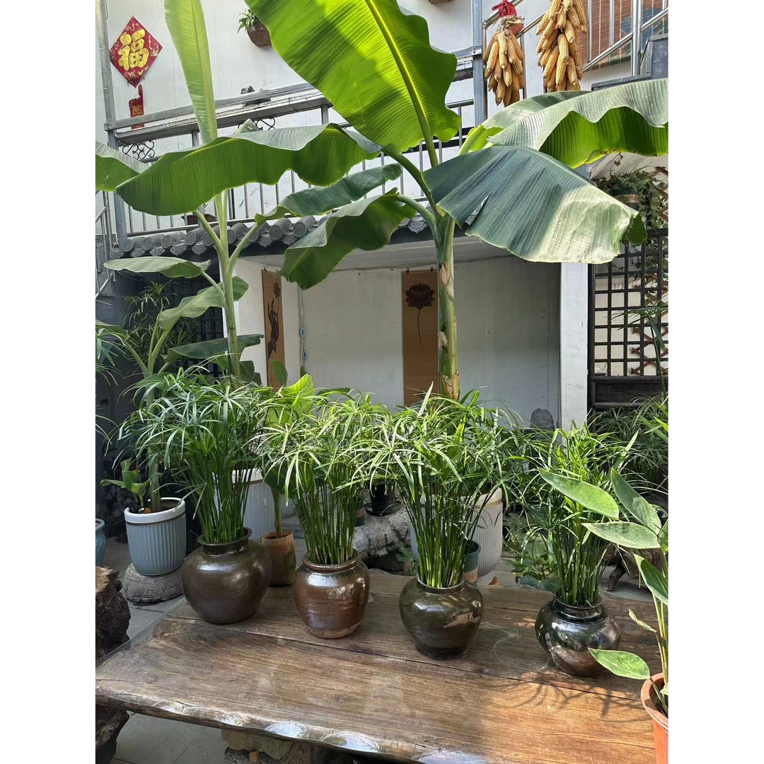 风车水竹半土半水植物绿植盆栽水棕竹风车草竹子盆栽造景旱伞养活