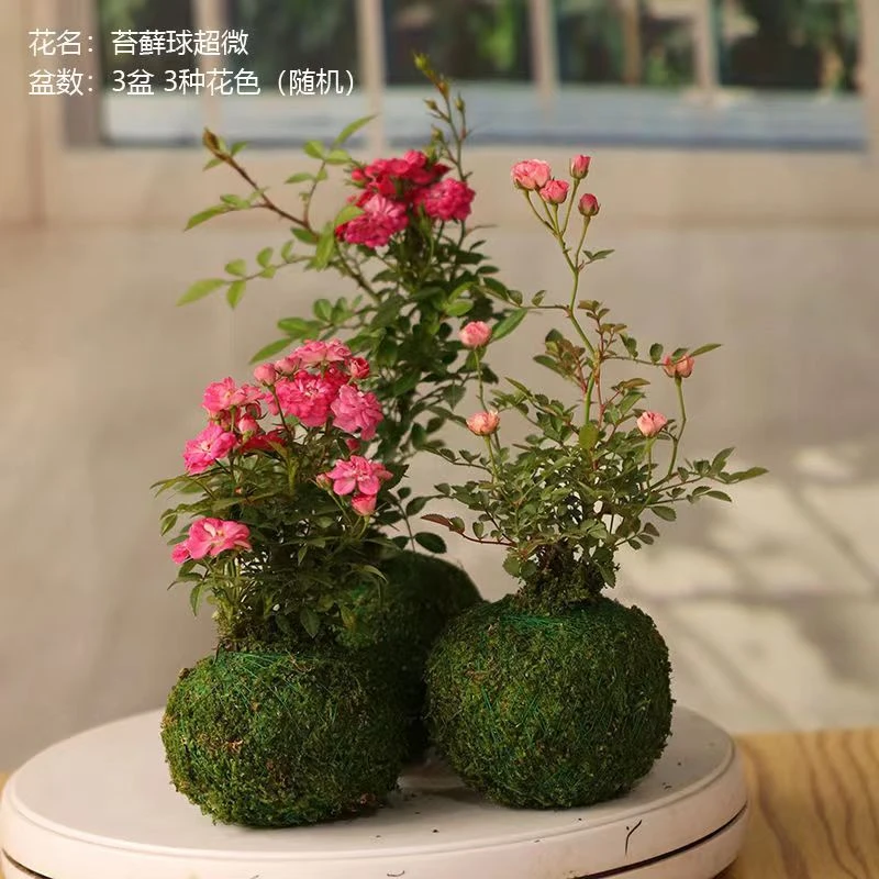 带花苞苔藓球发货迷你微型月季花苗水中美人花阳台玫瑰苗四季开花