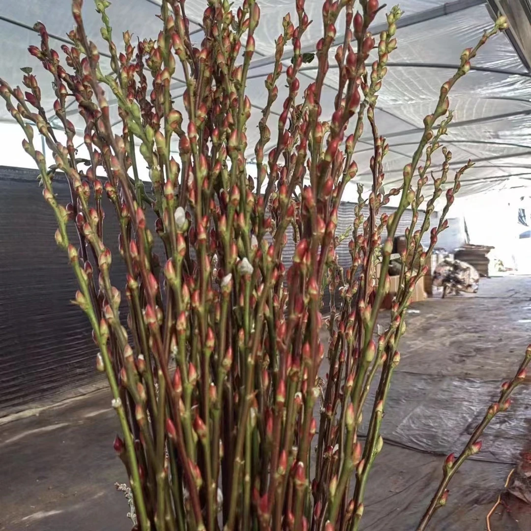 银柳真花鲜枝条原生银柳年宵花卉水养植物不剥壳的装饰品带壳发货