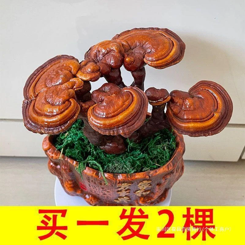 遇花卉灵芝盆栽真灵芝盆景花办公室摆件耐寒热客厅桌面花架观赏多