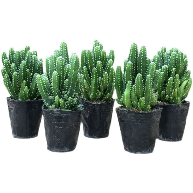 多肉万重山多肉小盆栽绿植花苗多肉组合仙人掌植物办公室桌面客厅