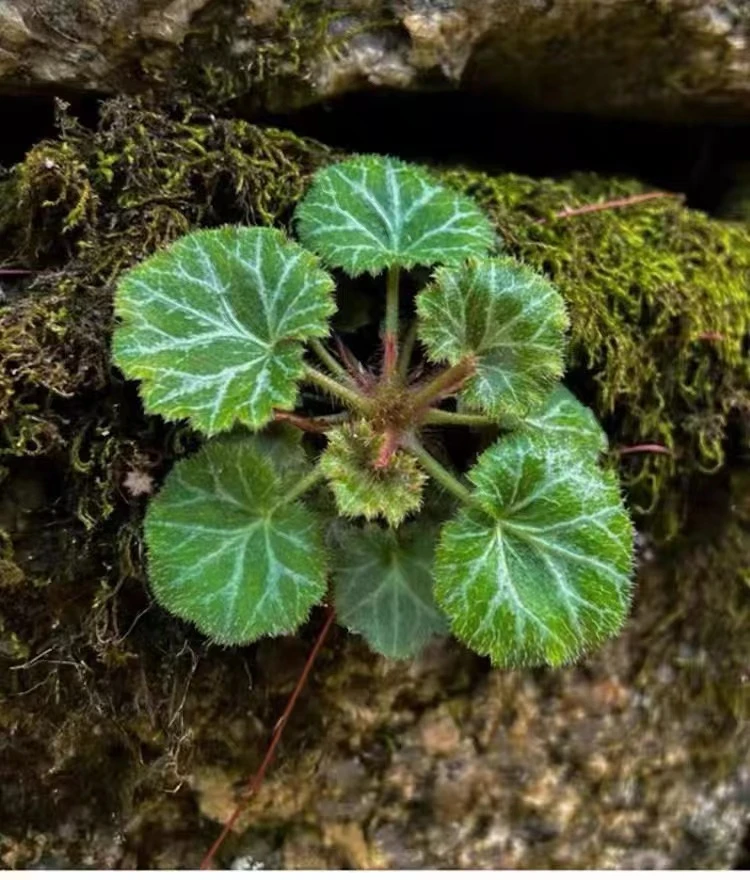 虎耳草小盆景植物盆栽小苗土壤鲜花苗四季开花观赏假山鱼缸景观叶