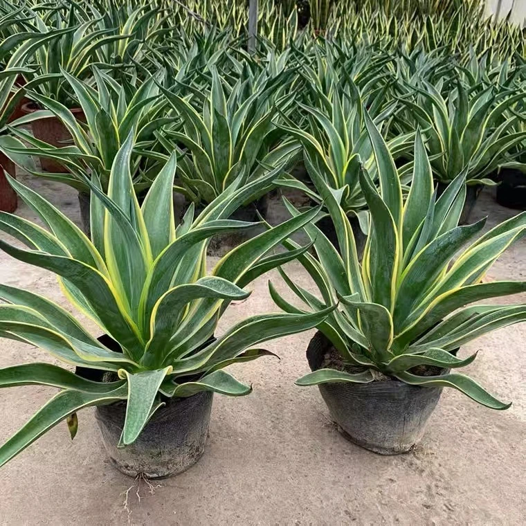 龙舌兰盆栽室内大株多肉植物大颗老桩巨型稀有品种盆景树苗好养活