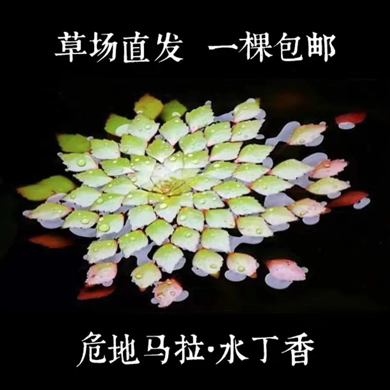 水上烟花黃圆心萍水芙蓉丁香水生植物浮萍稀有品种水草微景观