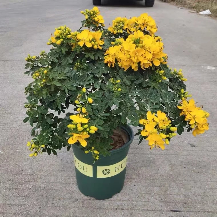 黄金梅盆栽耐寒秋冬季花卉带家庭阳台绿色好养植物室外带花苞花卉