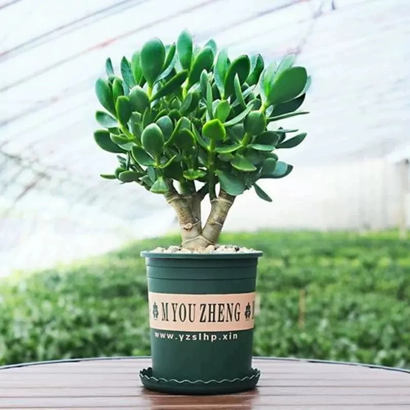 【大叶玉树老桩】大株盆多肉植物室内四季好养绿植净化空气四季常绿