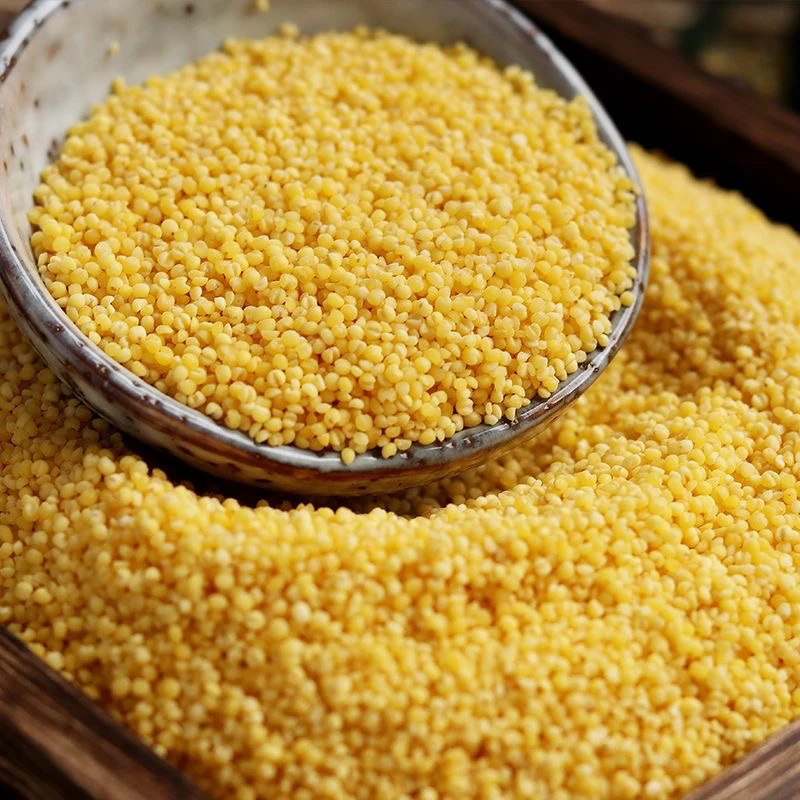 沂蒙山区特产2025年新小米食用小黄米杂粮粗粮优质五谷特产黄小米