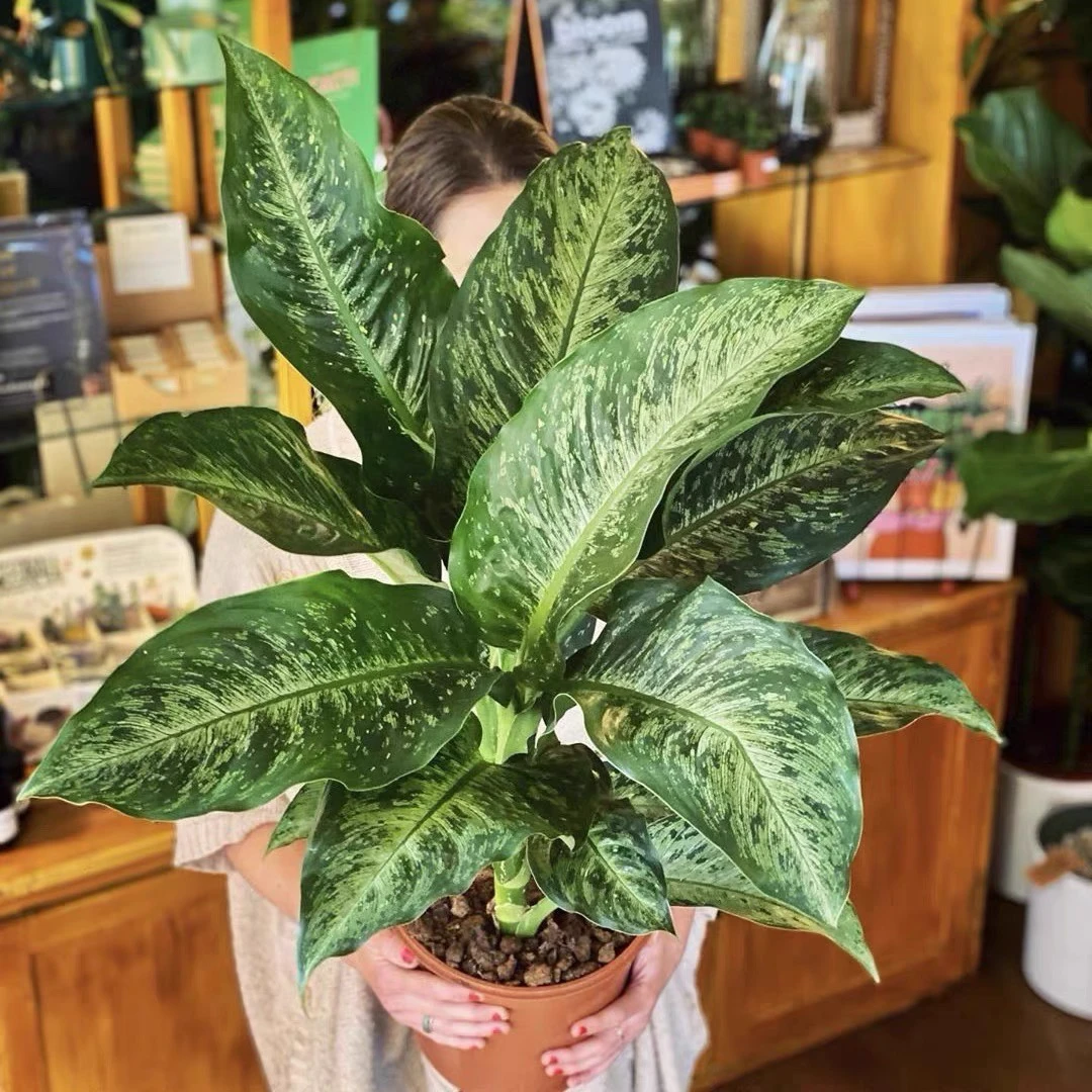 美国万年青 / 星斑粗肋草 Dieffenbachia M