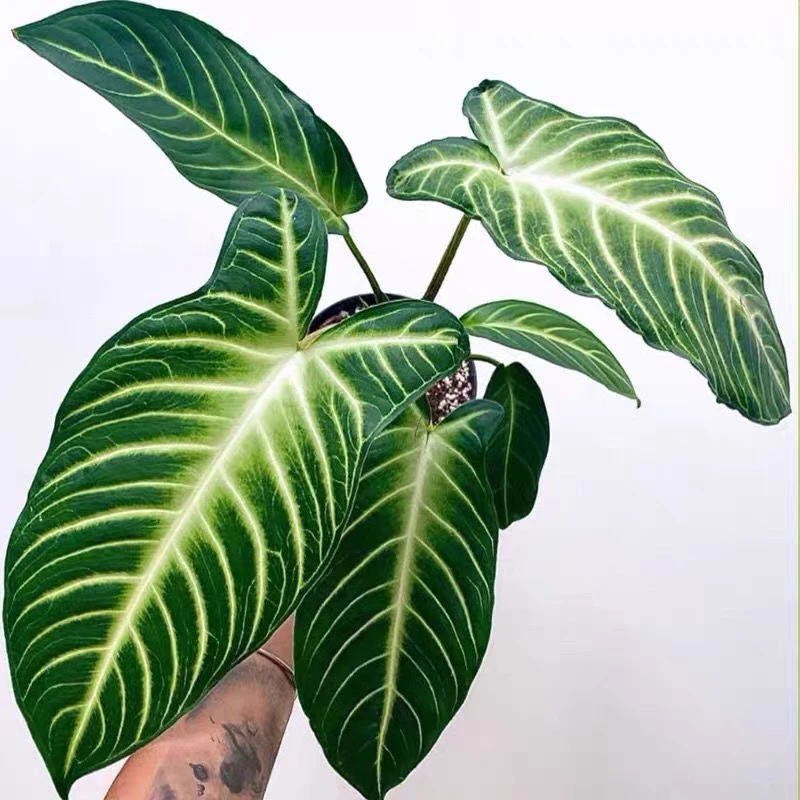 乳脉千年芋 ins网红美感观叶室内阳台植物网红绿植