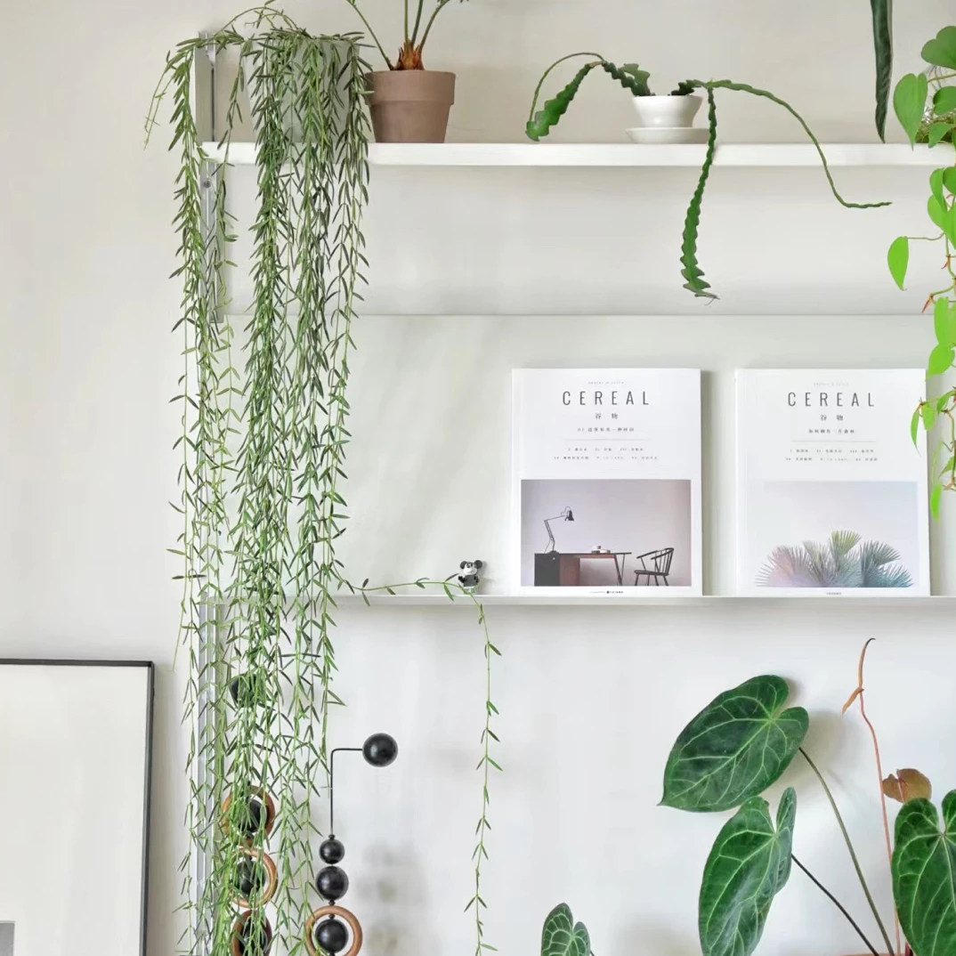 线叶球兰室内耐阴好养飘逸仙气十足的垂藤植物开花清香网红盆栽