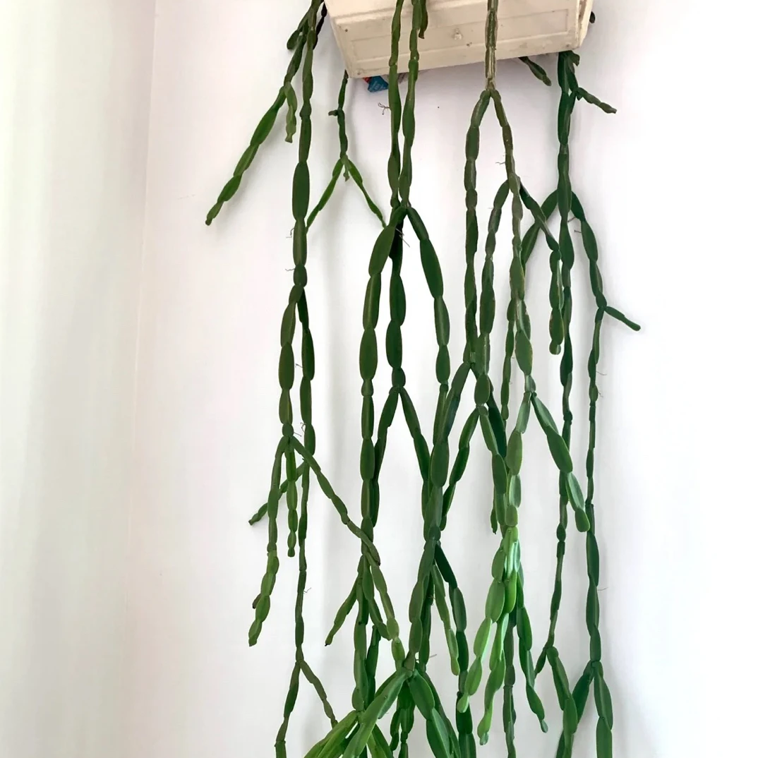 耐旱好养室内盆栽绿植 稀有 链条丝苇/玉柳丝苇 包邮