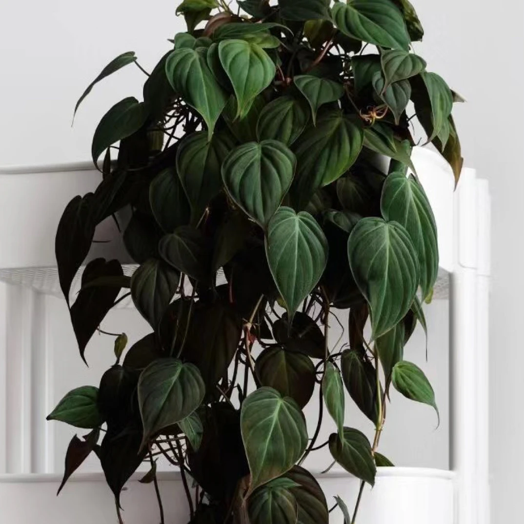 进口云母蔓绿绒丝绒心形叶片室内爬外爬藤观叶ins网红绿植盆栽