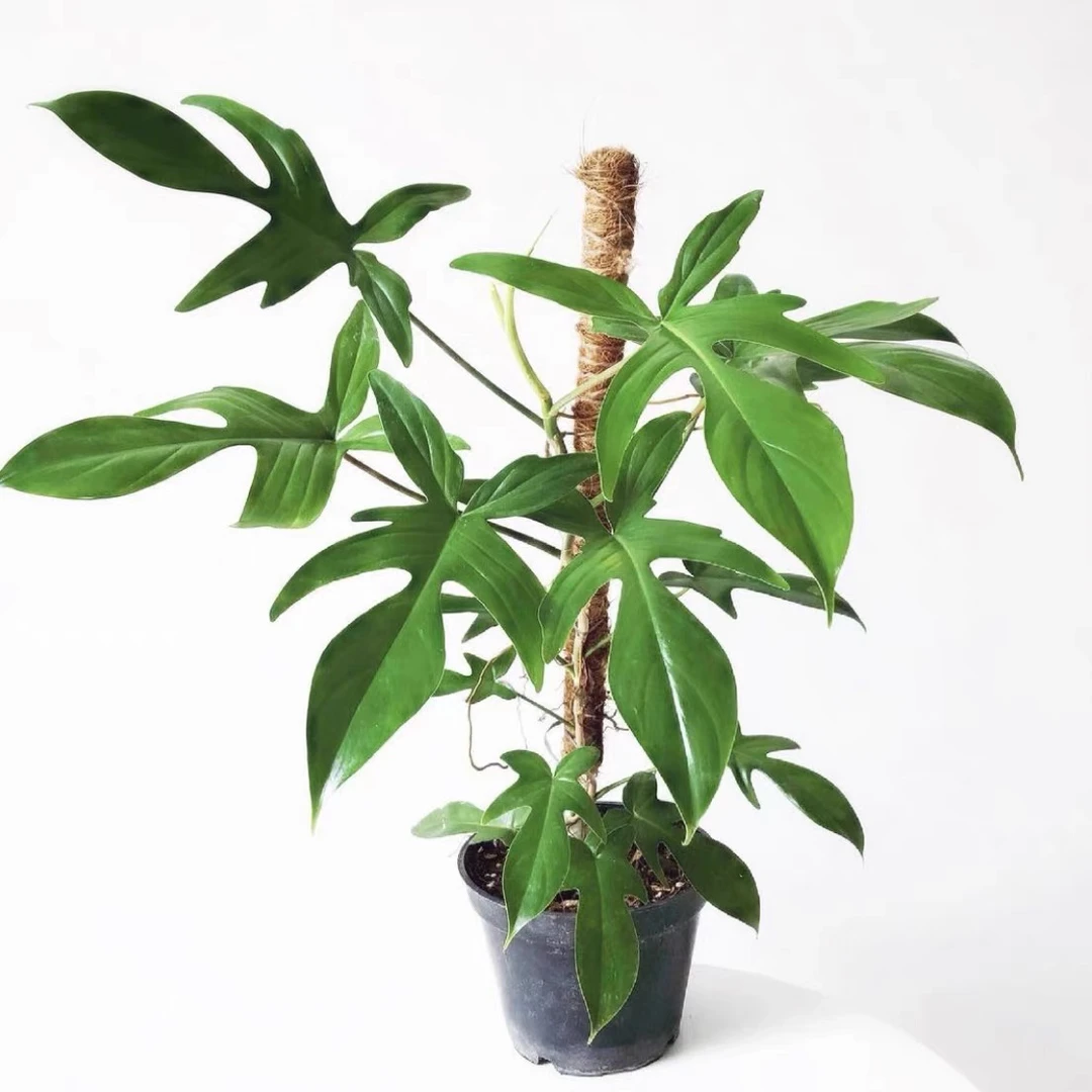 Ins风 飞机蔓绿绒 佛罗里达幽灵蔓绿绒 室内耐阴植物 绿植盆栽
