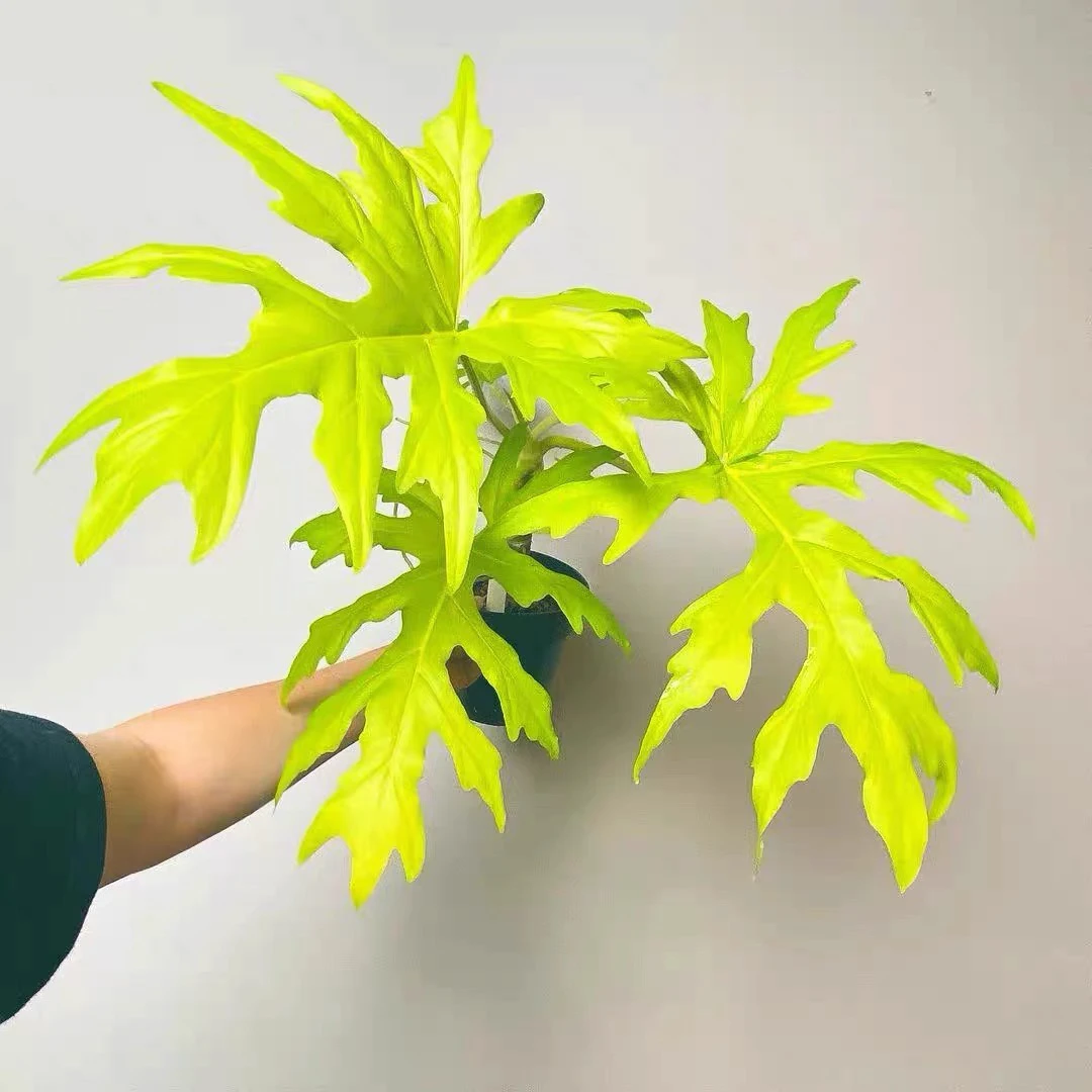 黄金春雨瓦萨维奇绿植物小盆栽美观桌面净化空气室内阳台净化空气