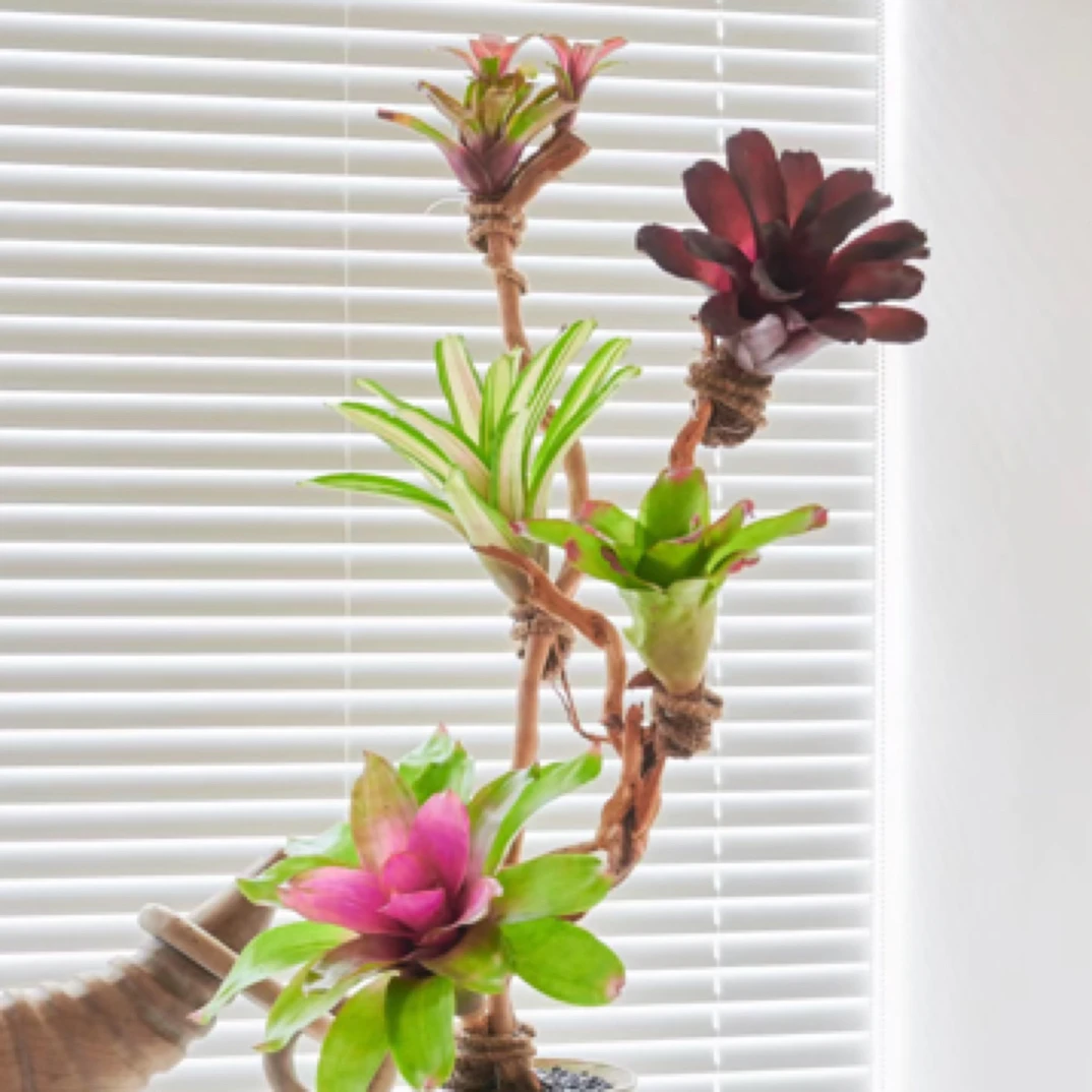 积水凤梨姬凤梨水陆雨林生态缸造景空气无土易养懒人红彩色叶植物