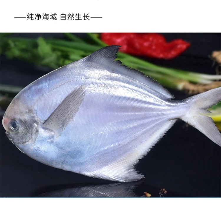 银鲳鱼新鲜新鲜海捕平鱼深海鲜活冷冻白鲳鱼5-6条/盒8盒4000g