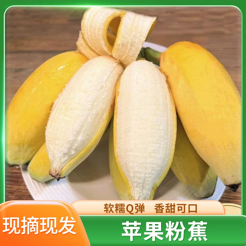 正宗苹果蕉粉蕉果香饱满自然成熟3-9斤现摘现发新鲜水果
