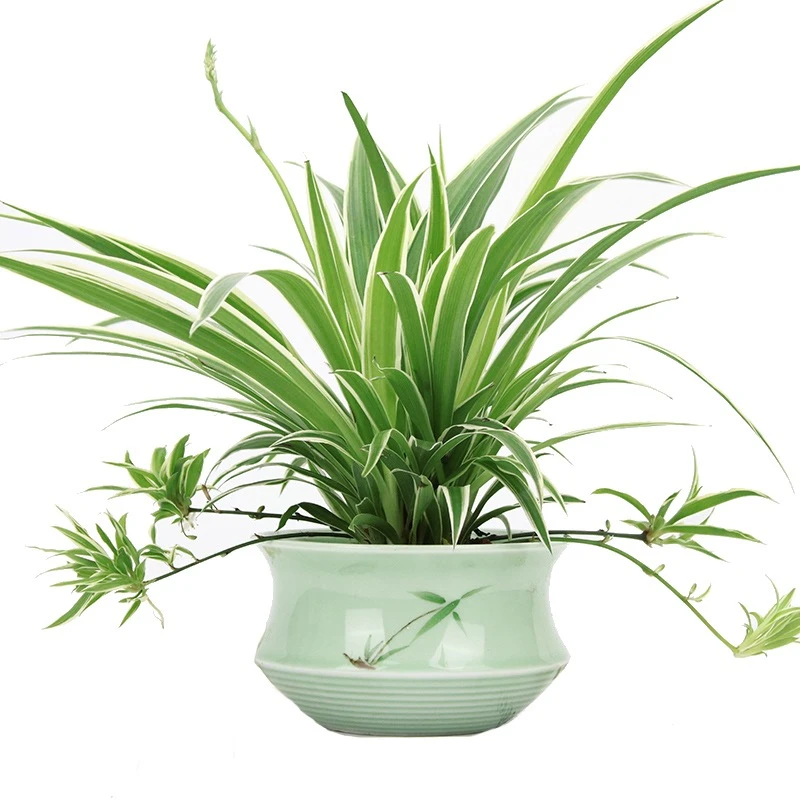 金边青叶吊兰盆栽水培绿植物花卉室内阳台办公室内桌面 190盆发货