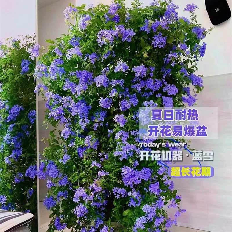 蓝雪花盆栽大苗花期长多年生四季阳台开花植物爆盆好养花卉红雪花