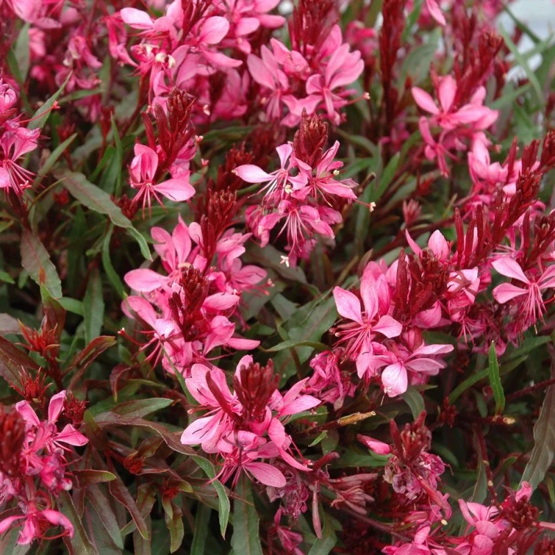 千鸟花盆栽山桃草花苗庭院阳台观花植物花镜种植多年生花期久包邮