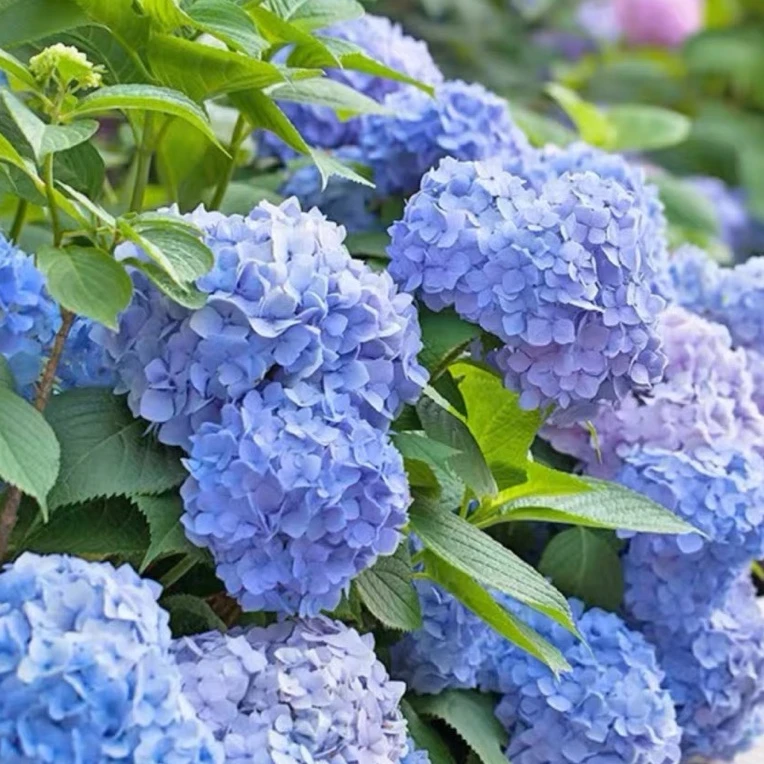 绣球花苗植物无尽夏开花好养的花四季不断盆栽花卉植物室内易养活