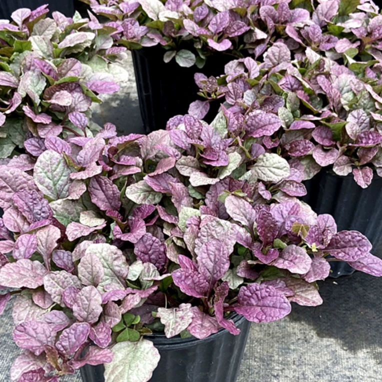 粉色筋骨草 花镜植物 耐旱多年生耐热 耐寒庭院花园盆栽 好养包邮