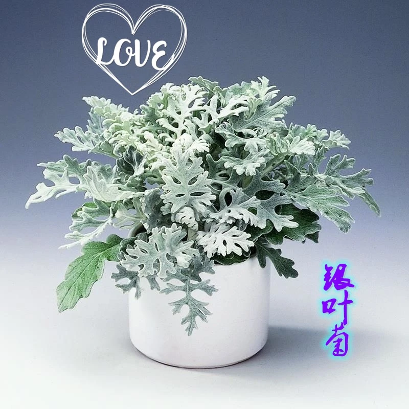 银叶菊盆栽芙蓉菊绿植室内办公客厅阳台庭院耐寒趣味植物观叶花卉