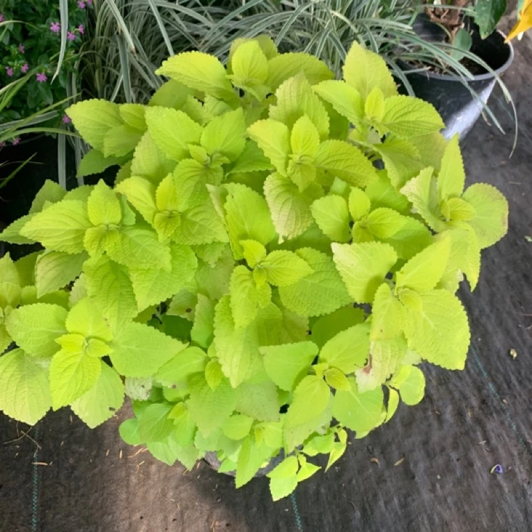 彩叶草净化空气喜阳耐晒绿植庭院阳台花好看好养五彩苏观叶盆栽