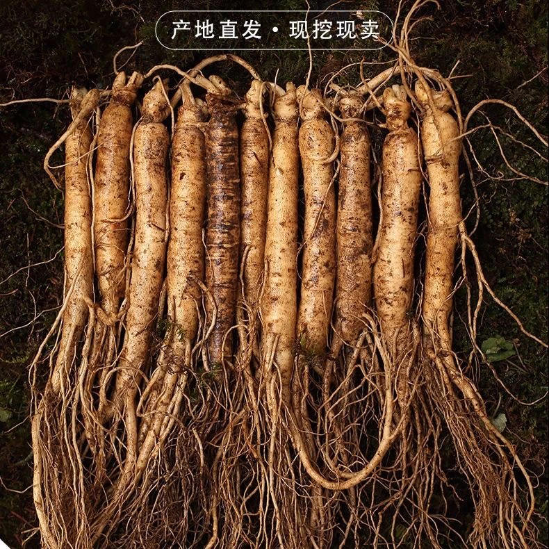 长白山新鲜人参单支50克左右煲汤泡水煮茶泡酒滋补