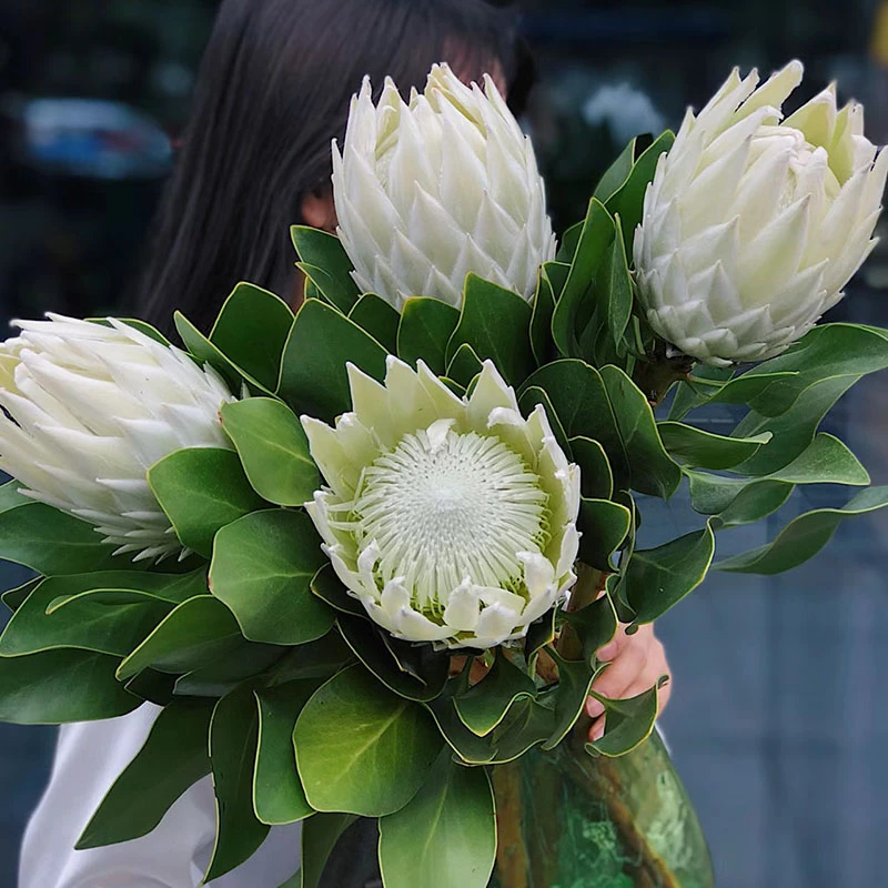 【南非进口帝王花】云南鲜切花 粉色帝王花 花期长