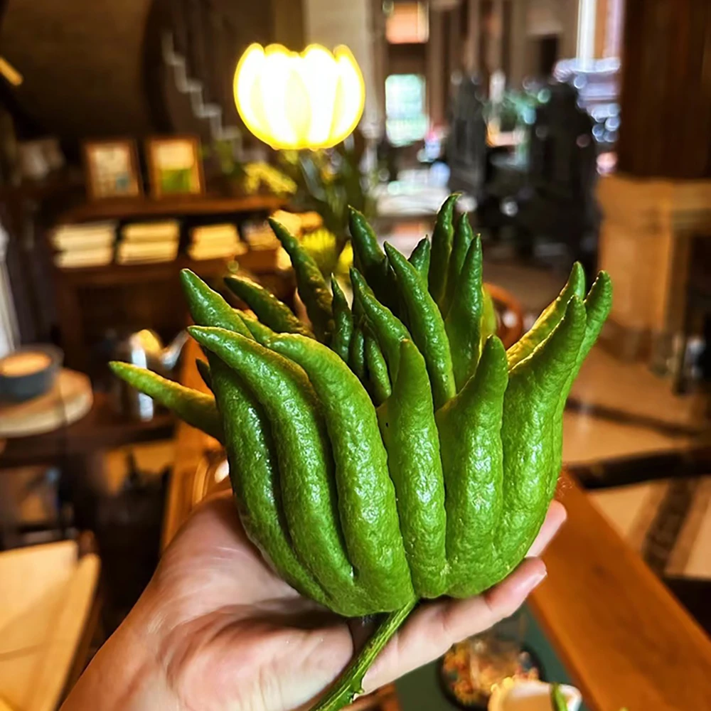 『精品1-1.2kg佛手柑』云南佛手柑基地三千花事精品云南观赏清供果