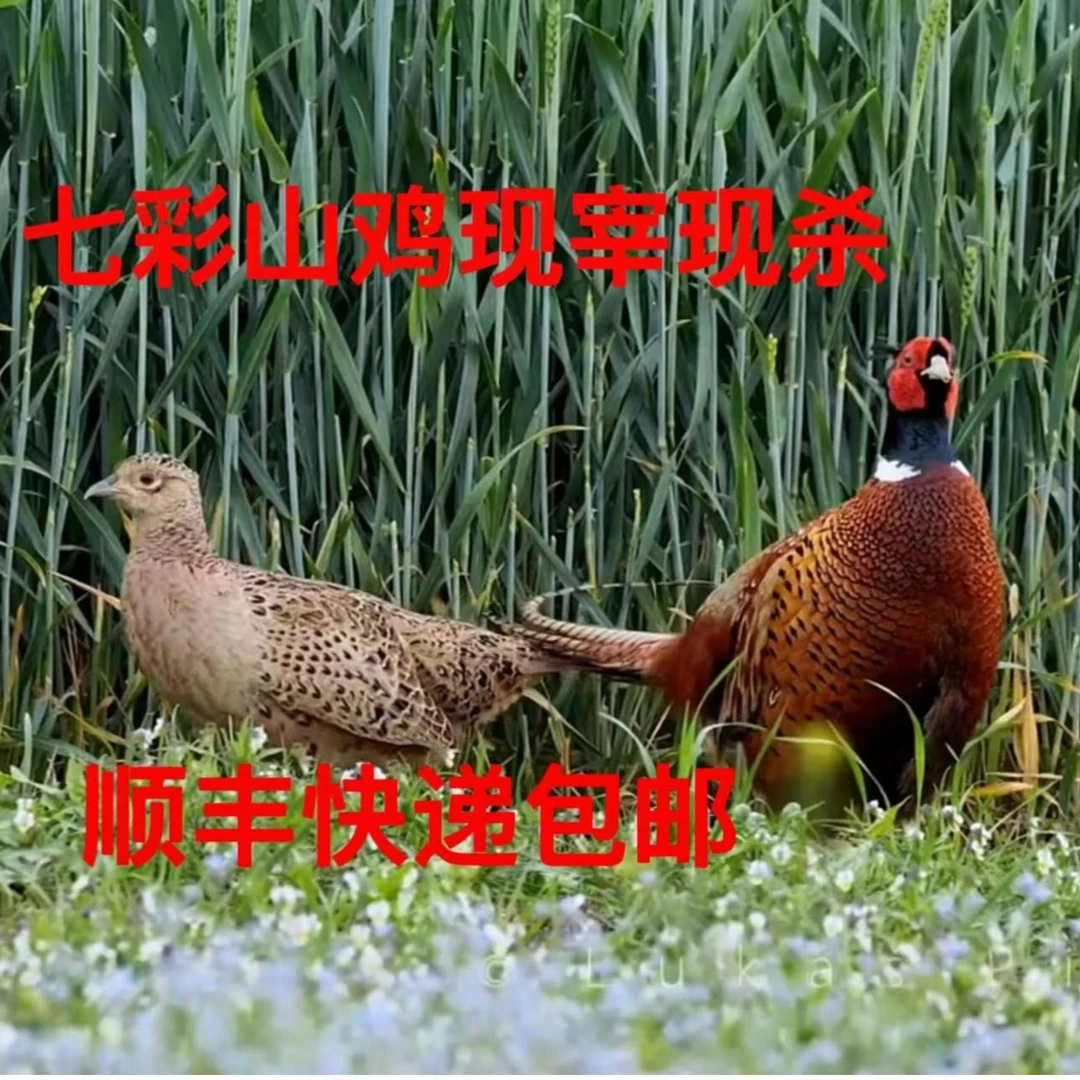 户外散养一年 买一送一 现宰现杀七彩山鸡母鸡单只净重1.6斤~2.5