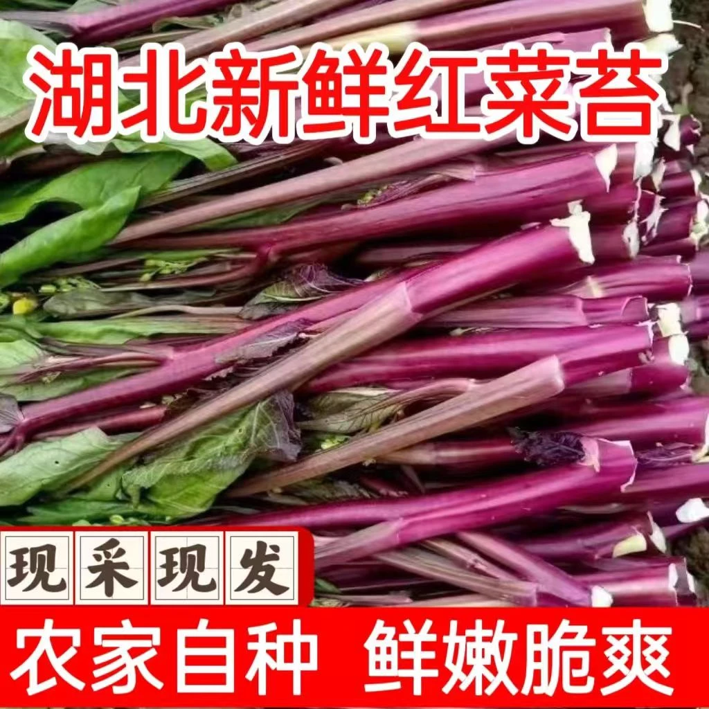湖北正宗洪山新鲜红菜苔粗壮紫菜苔红油薹现摘应季农家自种蔬菜