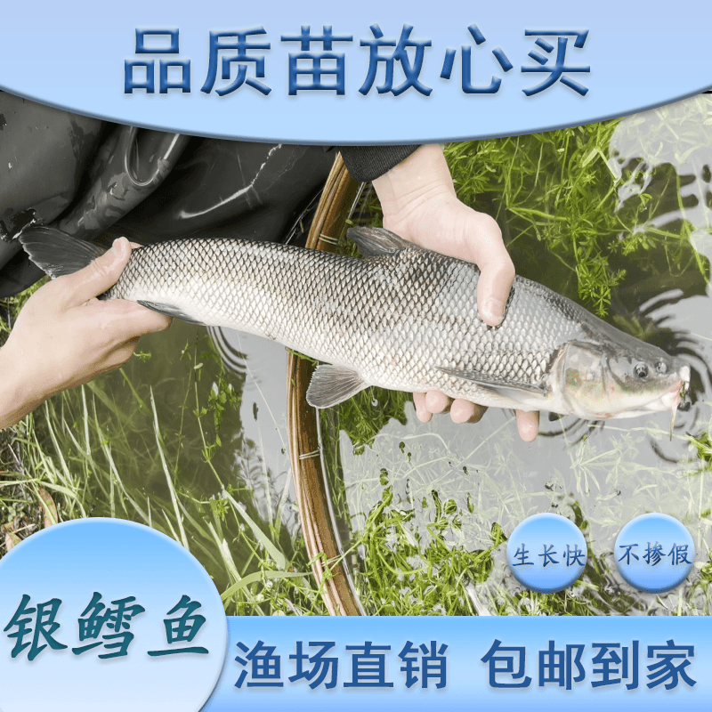 银鳕鱼苗 淡水生态养殖 可观赏 渔场直发养鱼包赔发货运输