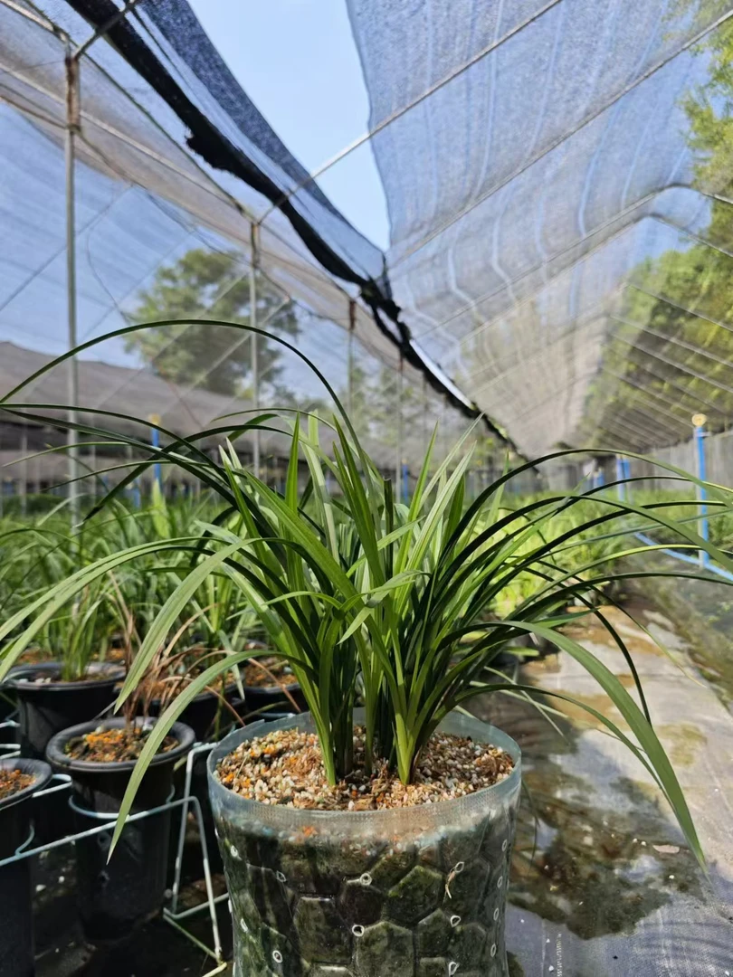 国兰直播间专用链接（切勿私自下单）