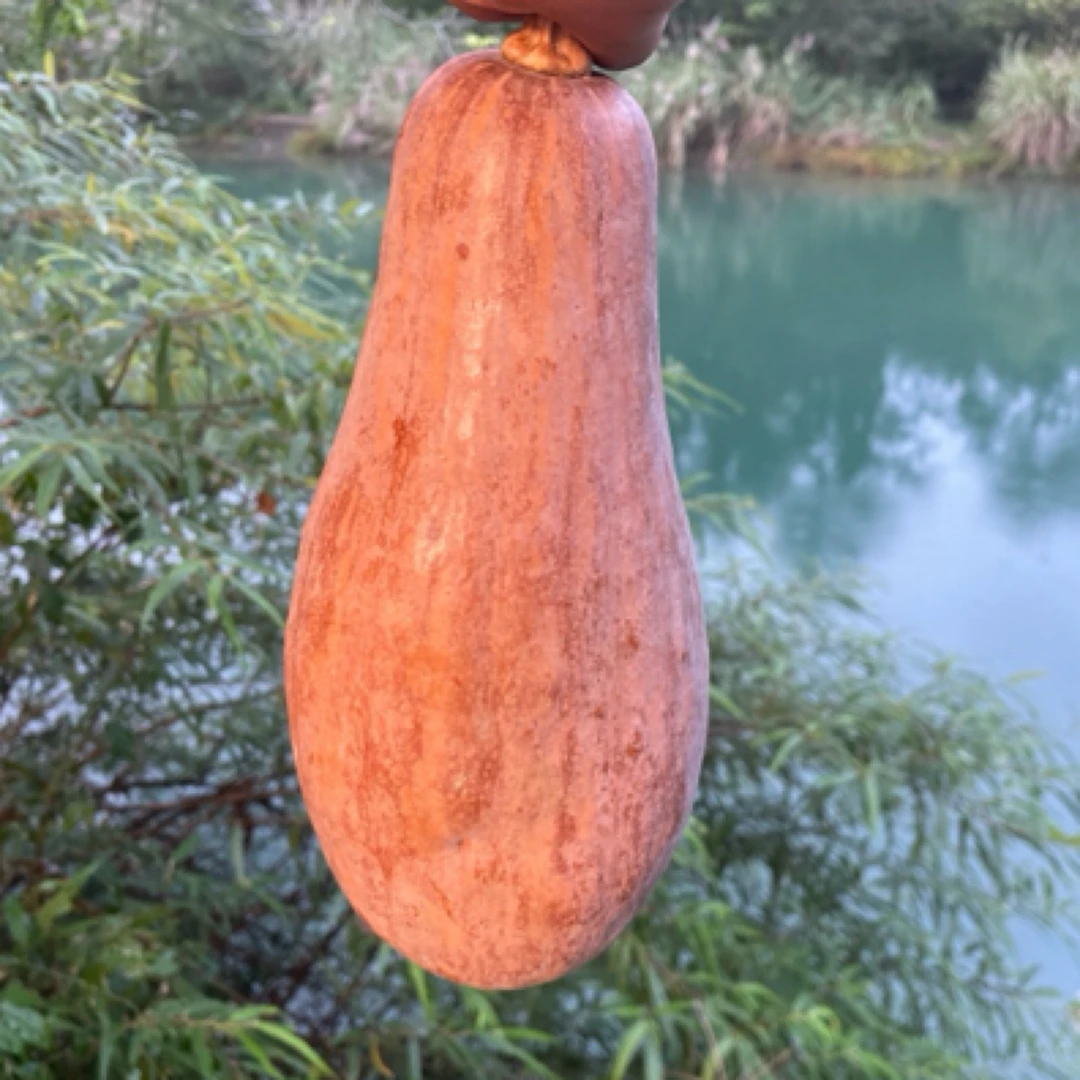 湘西本地南瓜【一个大南瓜】