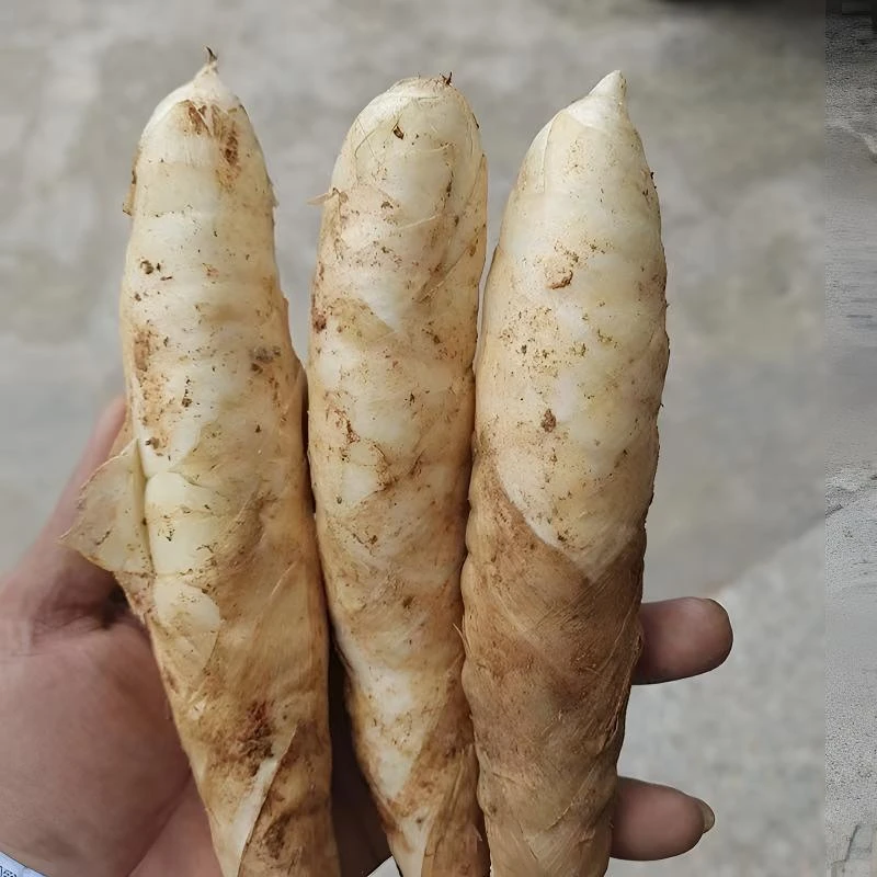2025新货【2斤送2斤】新鲜竹薯冬粉薯竹芋东京薯小竹根薯煲冬笋薯