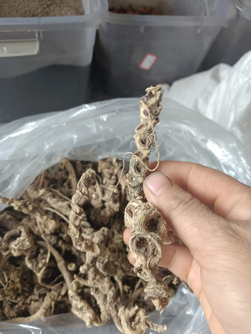 贵州竹节参，野三七