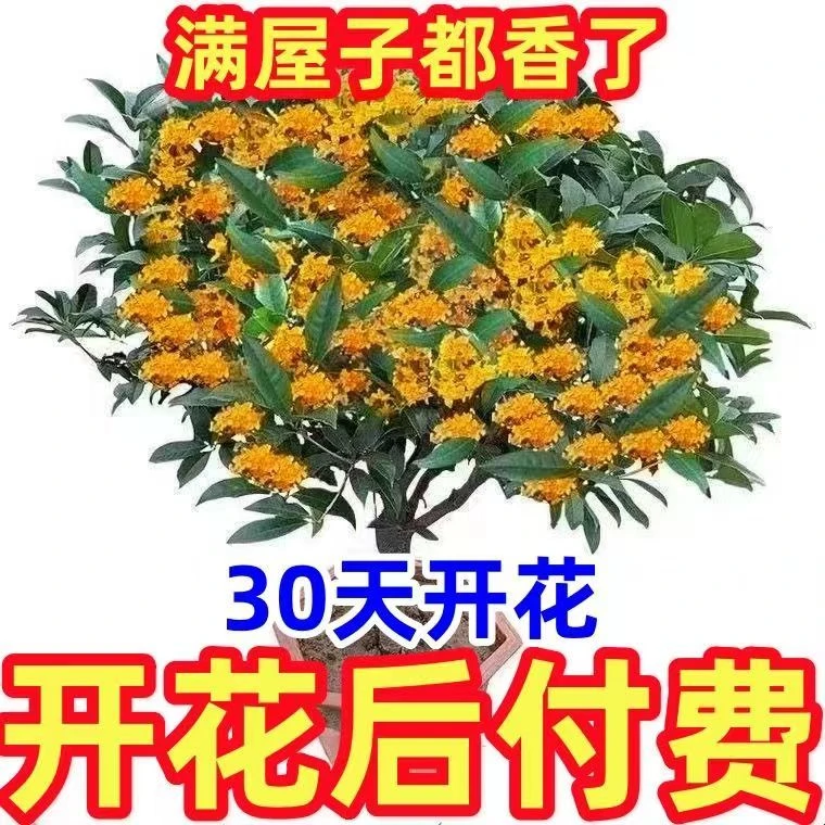 【当年开花】新桂花盆栽四季桂花树花卉盆栽八月桂花苗金桂花苞特级