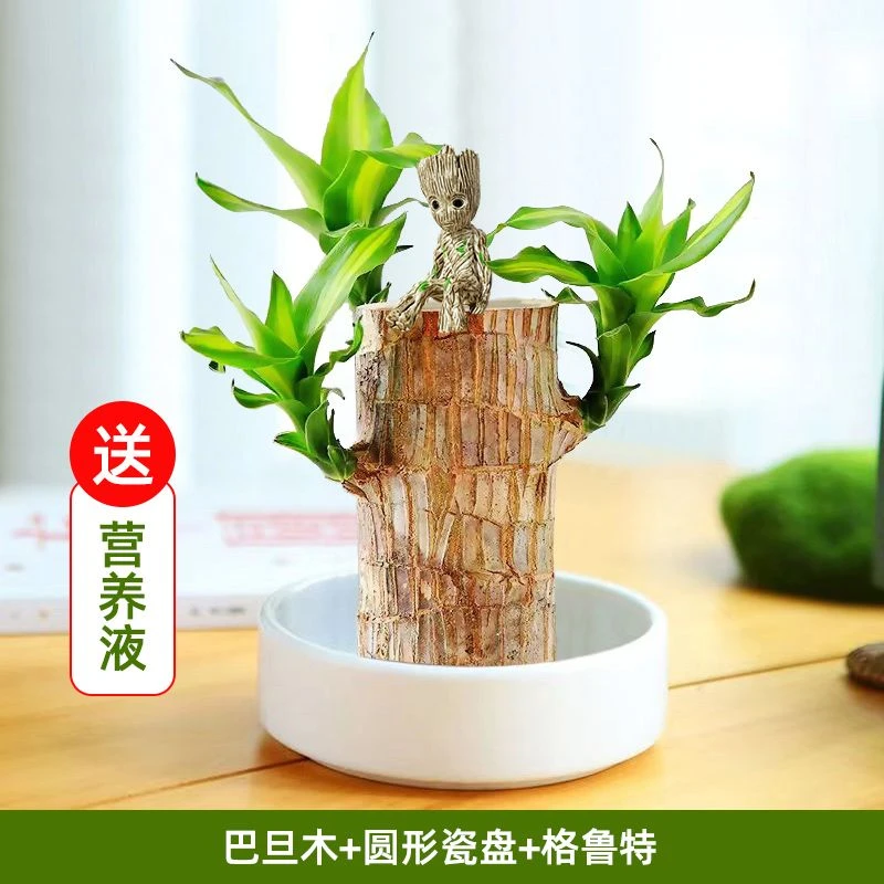 开花水养室内花卉盆栽客厅朴树九死还魂正宗千年木发财树金毛狗蕨