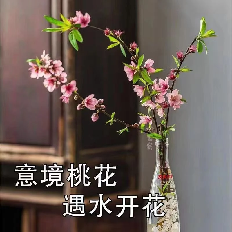 【春节开花带花苞】新鲜枝红梅开花梅花耐寒好养新年室内客高档装饰