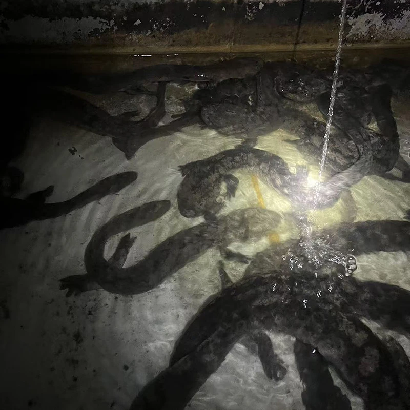 人工养殖娃娃鱼鲜活食用养殖大鲵活体生鲜水产淡水冷滋补顺丰包邮