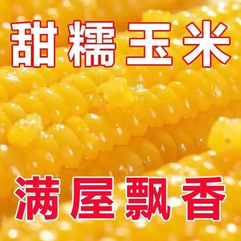 整箱10支东北黄糯玉米棒子真空粘糯玉米4-5斤一箱