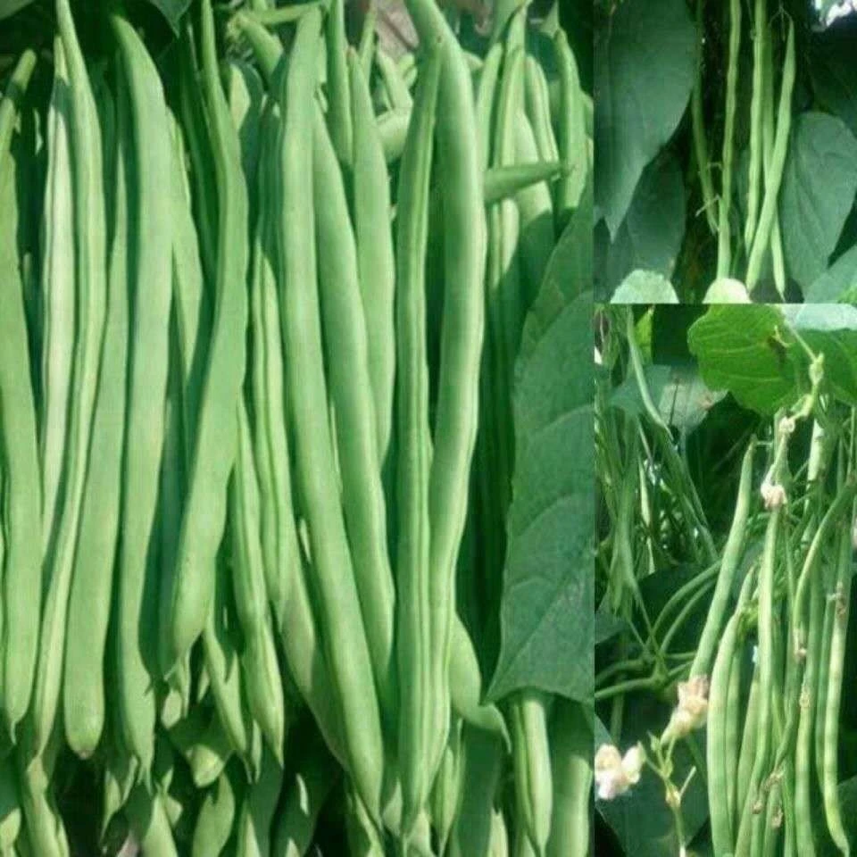 早熟地豆种子无架豆种子四季豆种子矮生不用搭架矮生豆角籽