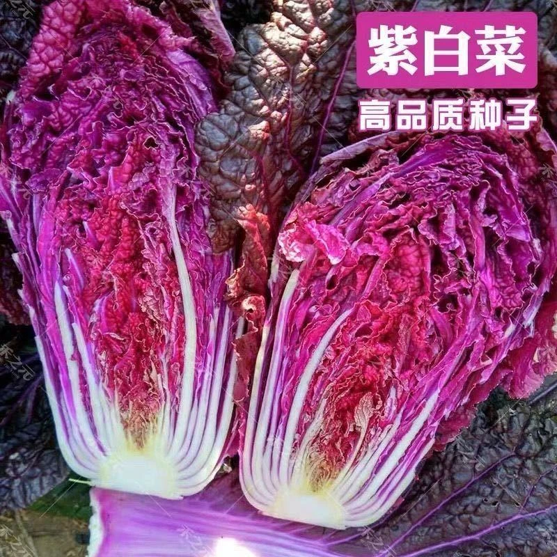 新品种紫色大白菜种子四季播种火凤凰白菜籽小白菜农家庭院蔬庭院