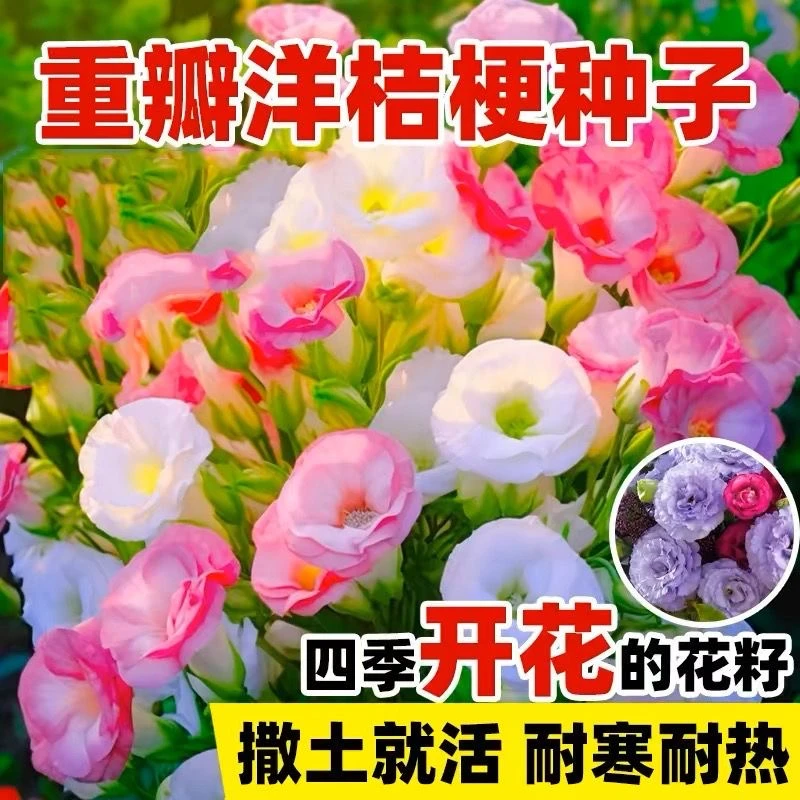 正品重瓣洋桔梗花种子无刺玫瑰花种籽四季种室内室外庭院种子花籽