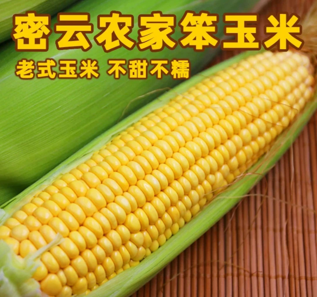 现掰现发 农家种植老式笨玉米/非转基因五彩花甜糯玉米 8根装