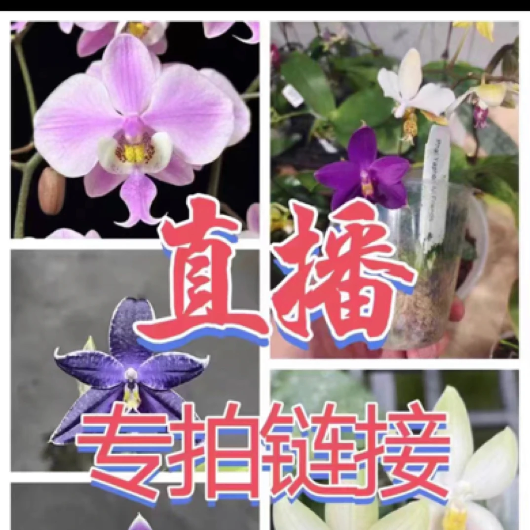 原生种蝴蝶兰一物一拍链接