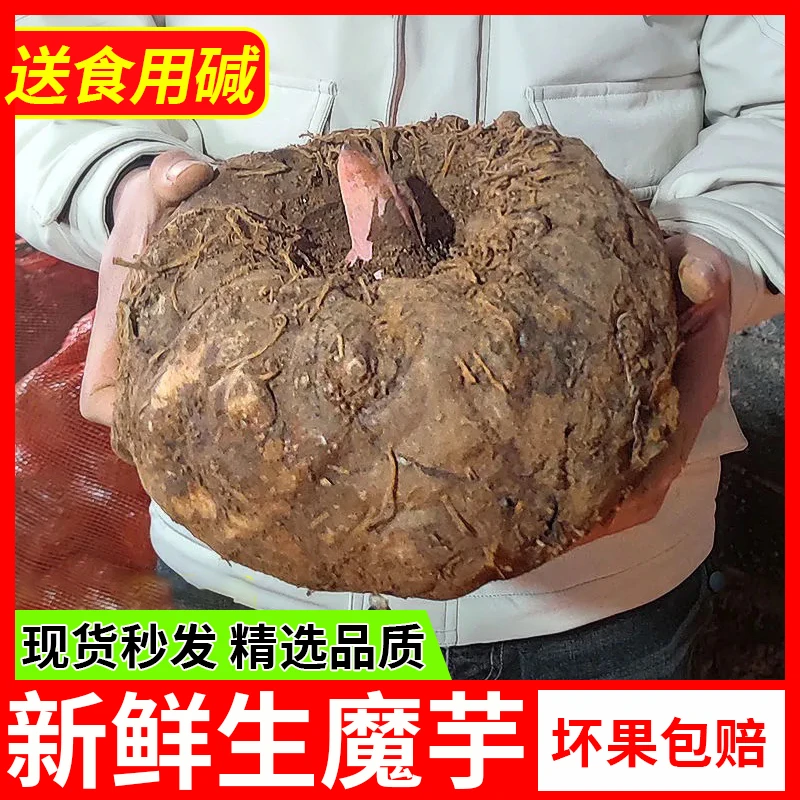 云南农家现挖大个魔芋头包邮正宗做豆腐新鲜魔芋现挖魔芋头