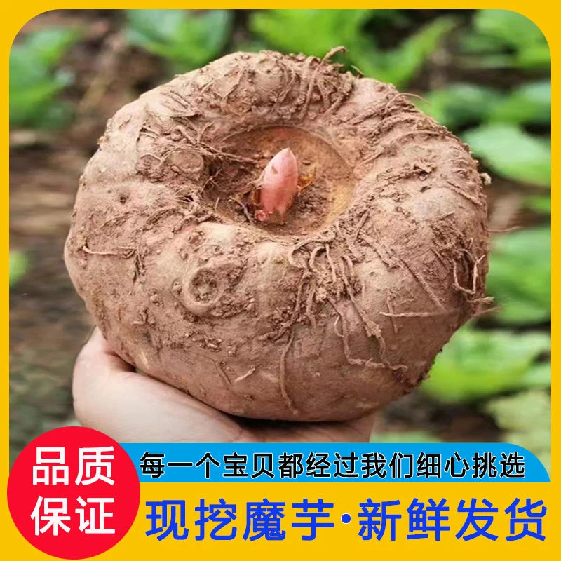 云南农家现挖魔芋大个新鲜芋头包邮正宗做豆腐原料3/10斤整箱批发